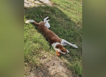 Hund Rüde Tierschutz Bundesweite Vermittlung