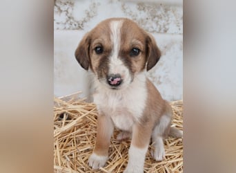 Hund Hündin Welpe Tierschutz Bundesweite Vermittlung