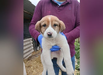 Hund Rüde Tierschutz Welpe Bundesweite Vermittlung