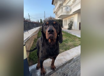 Hund Rüde Tierschutz Bundesweite Vermittlung