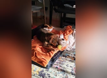 Hund Rüde Welpe Tierschutz Bundesweite Vermittlung