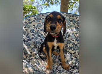 Hund Hündin Welpe Tierschutz Bundesweite Vermittlung
