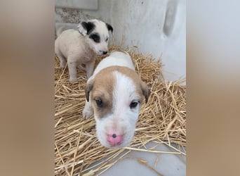 Hund Rüde Tierschutz Welpe Bundesweite Vermittlung
