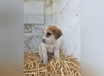 Hund Hündin Welpe Tierschutz Bundesweite Vermittlung