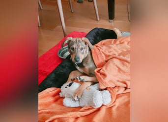 Hund Rüde Welpe Tierschutz Bundesweite Vermittlung