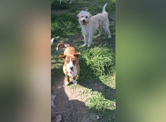 Hund Rüde Tierschutz Bundesweite Vermittlung