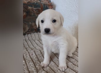 Hund Hündin Welpe Tierschutz Bundesweite Vermittlung