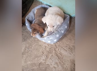 Hund Rüde Tierschutz Welpe Bundesweite Vermittlung