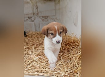 Hund Rüde Tierschutz Welpe Bundesweite Vermittlung