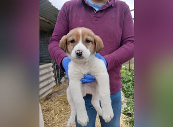 Hund Rüde Tierschutz Welpe Bundesweite Vermittlung