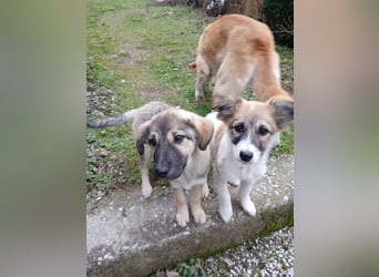 Hund Rüde Tierschutz Welpe Bundesweite Vermittlung