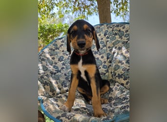 Hund Hündin Welpe Tierschutz Bundesweite Vermittlung