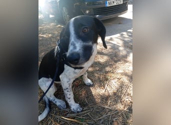 Hund Hündin Welpe Tierschutz Bundesweite Vermittlung