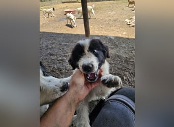 Hund Welpe Rüde Sam Tierschutz