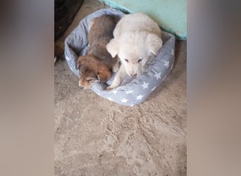 Hund Hündin Welpe Tierschutz Bundesweite Vermittlung