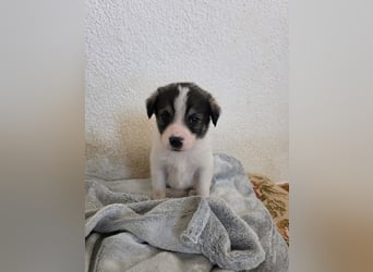 Hund Hündin Welpe Tierschutz Bundesweite Vermittlung