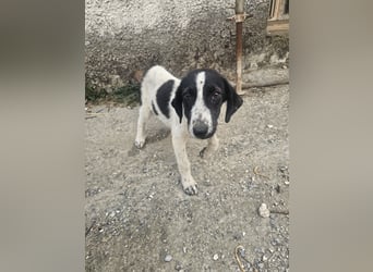 Hund Hündin Welpe Tierschutz Bundesweite Vermittlung