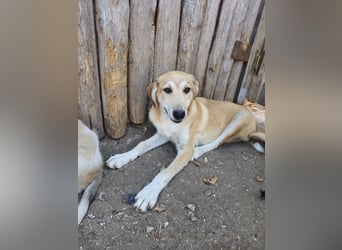 Hund Junghund Hündin Thalia Tierschutz Traumhund