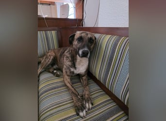 Hund Rüde super ruhig und lieb Tierschutz Bundesweite Vermittlung