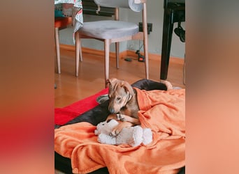 Hund Rüde Welpe Tierschutz Bundesweite Vermittlung