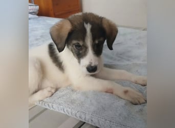 Hund Hündin Welpe Tierschutz Bundesweite Vermittlung