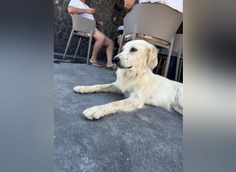 Hund Hündin Tierschutz kastriert Bundesweite Vermittlung