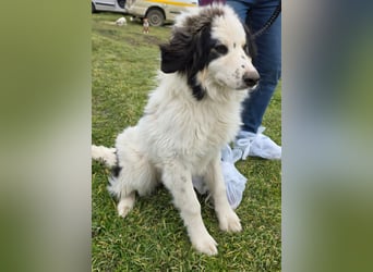 Hund Rüde Tierschutz Bundesweite Vermittlung