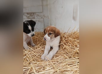 Hund Rüde Tierschutz Welpe Bundesweite Vermittlung