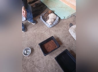 Hund Rüde Tierschutz Welpe Bundesweite Vermittlung