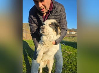 Hund Welpe Rüde Sam Tierschutz