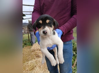 Hund Hündin Welpe Tierschutz Bundesweite Vermittlung