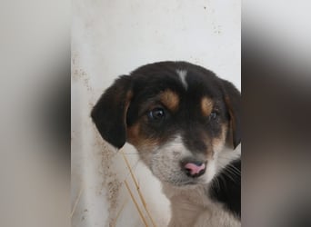 Hund Rüde Welpe Tierschutz Bundesweite Vermittlung