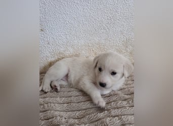 Hund Hündin Welpe Tierschutz Bundesweite Vermittlung