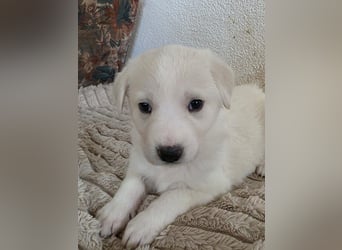 Hund Hündin Welpe Tierschutz Bundesweite Vermittlung