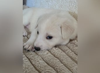 Hund Hündin Welpe Tierschutz Bundesweite Vermittlung