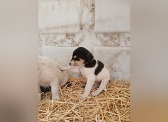 Hund Hündin Welpe Tierschutz Bundesweite Vermittlung