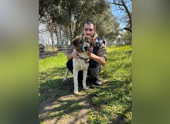 Hund Rüde Tierschutz Bundesweite Vermittlung