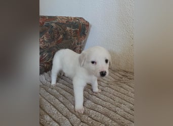 Hund Hündin Welpe Tierschutz Bundesweite Vermittlung