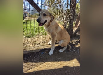 Hund Junghund Hündin Thalia Tierschutz Traumhund