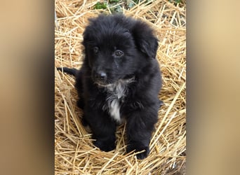 Hund Rüde Tierschutz Welpe Bundesweite Vermittlung