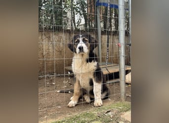 Hund Hündin Welpe Tierschutz Bundesweite Vermittlung