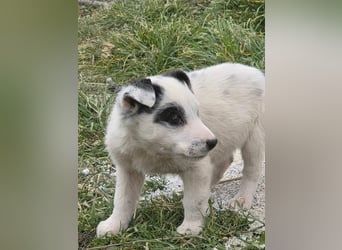 Hund Hündin Welpe Tierschutz Bundesweite Vermittlung