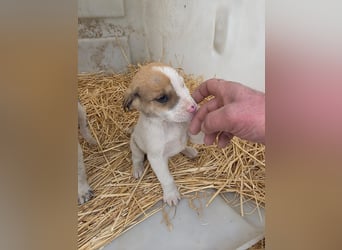 Hund Rüde Tierschutz Welpe Bundesweite Vermittlung