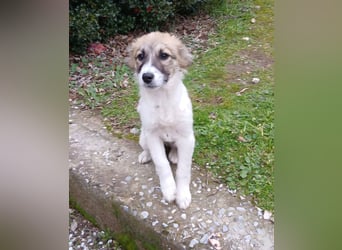 Hund Rüde Tierschutz Welpe Bundesweite Vermittlung