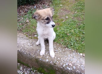 Hund Rüde Tierschutz Welpe Bundesweite Vermittlung