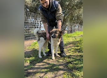 Hund Rüde Tierschutz Bundesweite Vermittlung