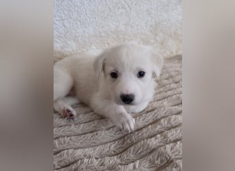 Hund Hündin Welpe Tierschutz Bundesweite Vermittlung