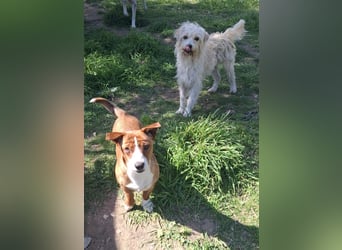 Hund Rüde Tierschutz Bundesweite Vermittlung