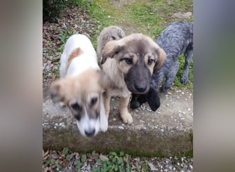 Hund Hündin Welpe Tierschutz Bundesweite Vermittlung