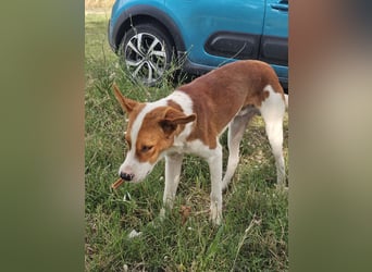 Hund Rüde Tierschutz Bundesweite Vermittlung